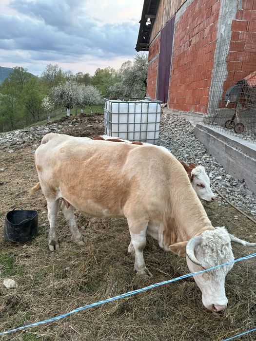 De vânzare 2 vaci si o junincă