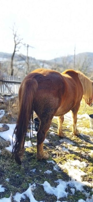 Vând cal de 5 ani cuminte