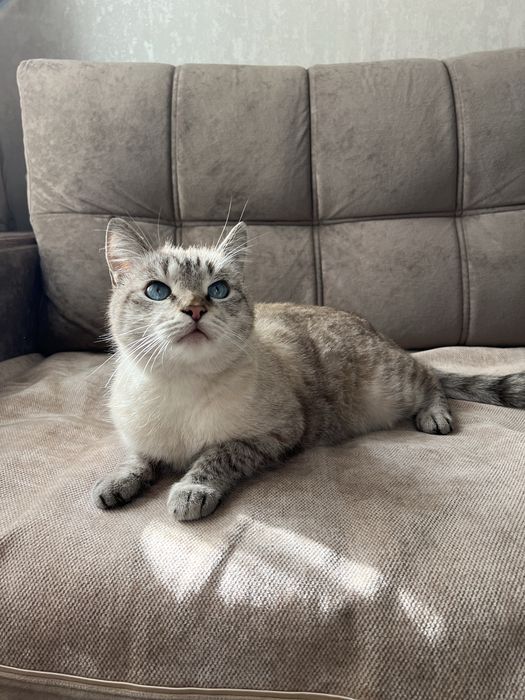 Отдам Кота В Заботливые И Ответственные Руки