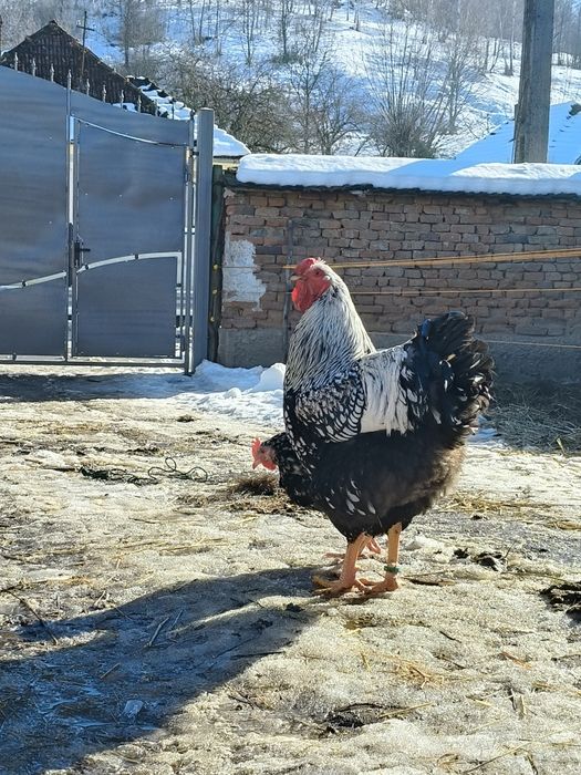 Mixt de ouă de la găinile din poze