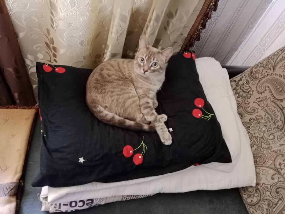 Отдам взрослого кота