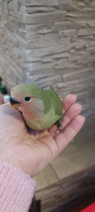 Vând pui agapornis (love bird)