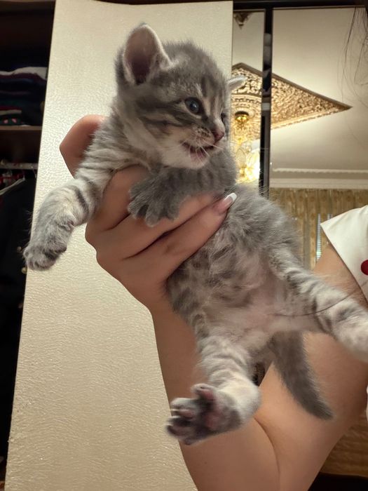 British Shorthair