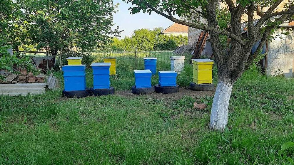 Пчелни кошери система Дадан Блат 10р