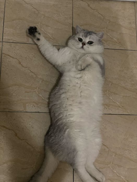 Вязка кот Британский Шиншилла