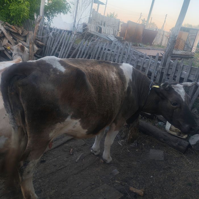 Симментальская корова продаётся