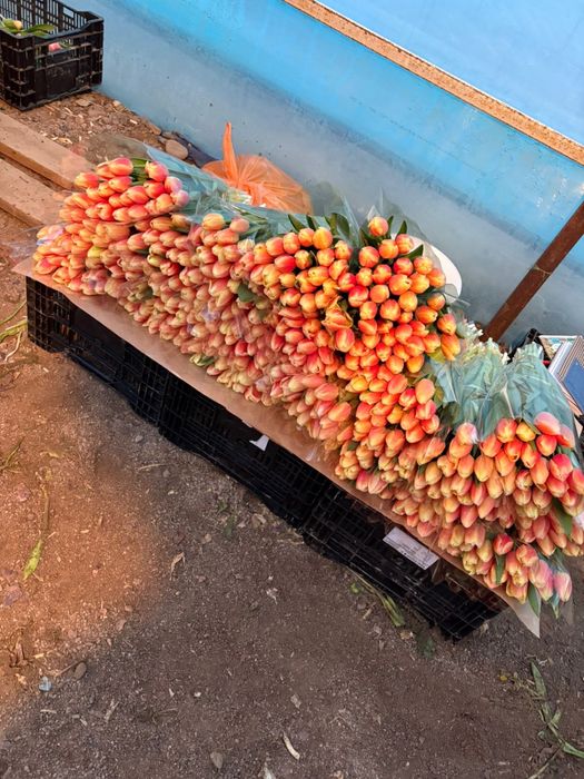 Тюльпаны напоямую с теплицы Астана