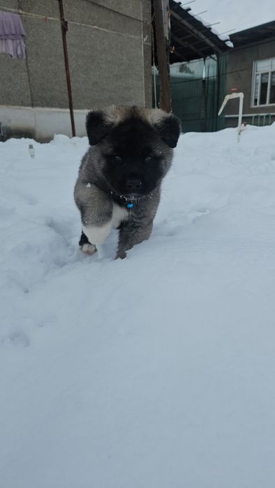 Щенки Американской Акиты