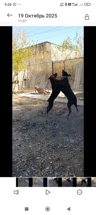 Щенки добермана Шымкент