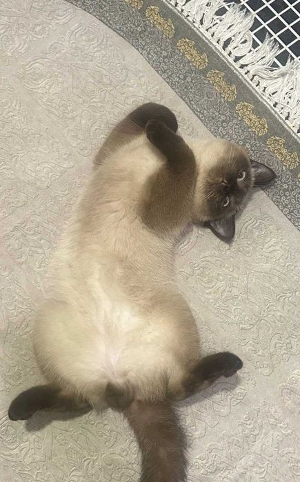 Продаются кошка милые