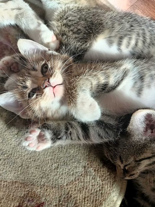 Котята ищут любящий дом