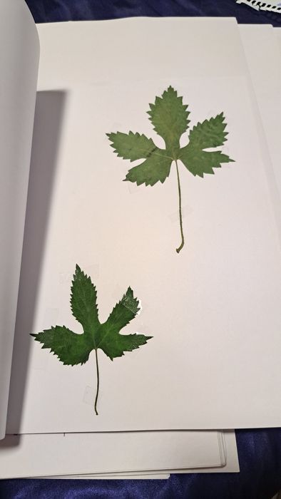 Ierbare botanice personalizate