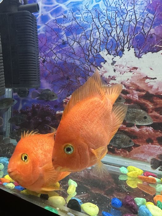 Qizil papugay akvariumni baliq kattaligi 20 /25 sm