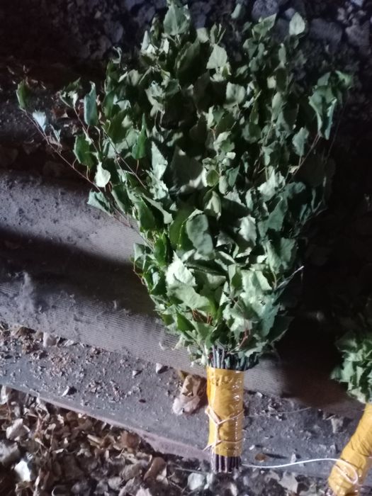 березовые веники продам