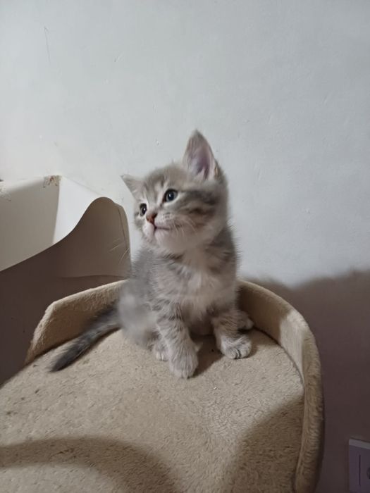 Продается котенок, 1,5 мес