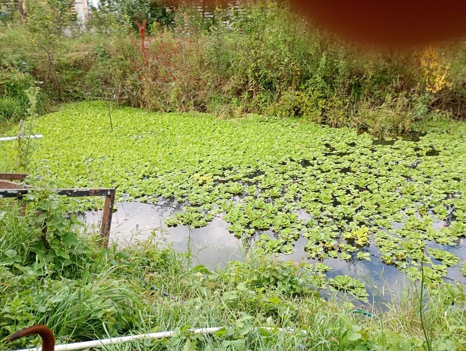 Salata de Nil -pistia. La sac-200 lei . Ofertă.