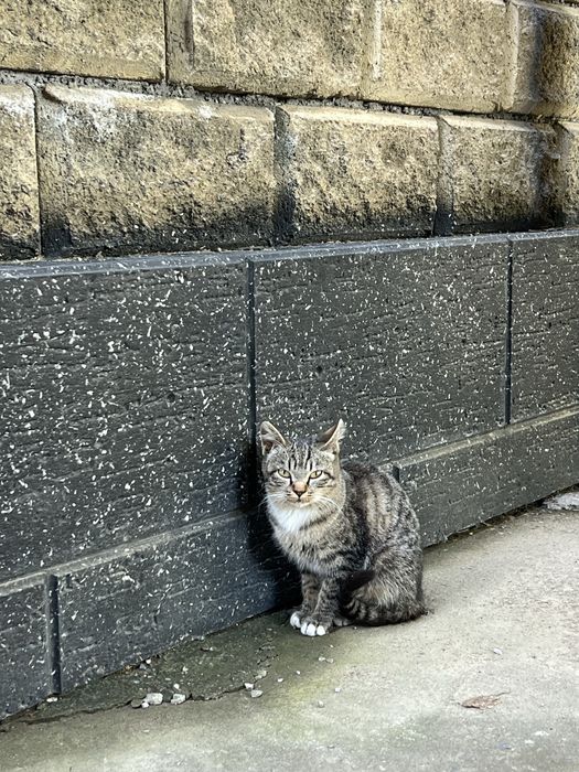 Отдам кошку бесплатно