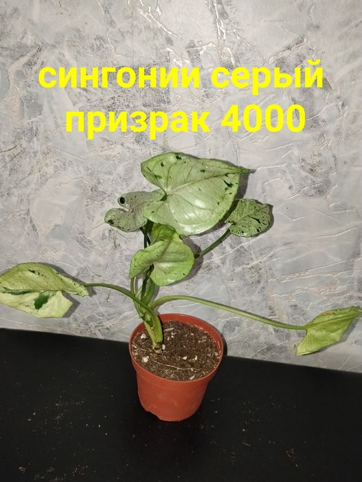 Комнатные  цветы