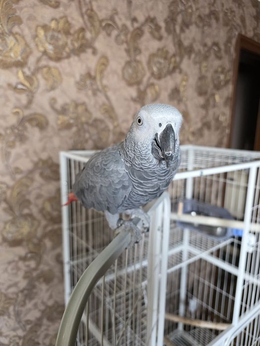 Продаётся Попугай Жако.