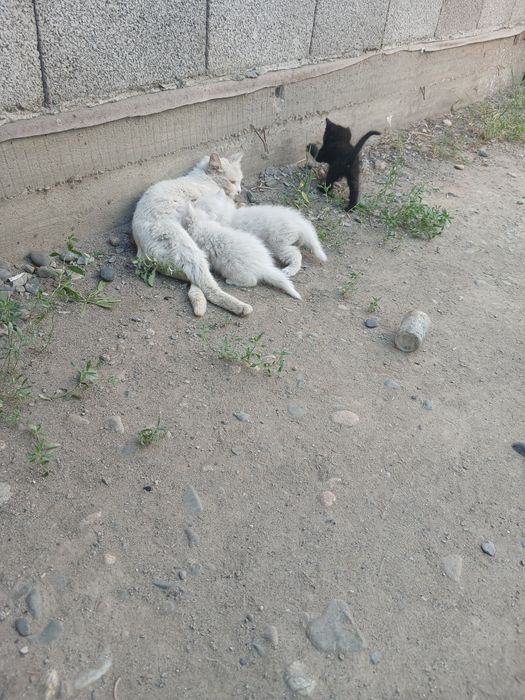 Мысыктын баласын алыныздар