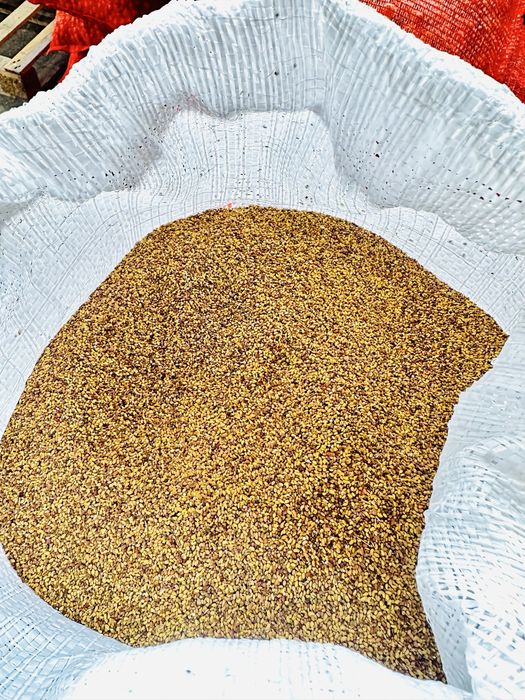 Seminte de lucerna soi dobrogea