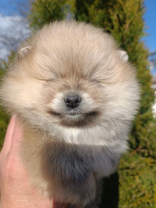 Померан/Померани