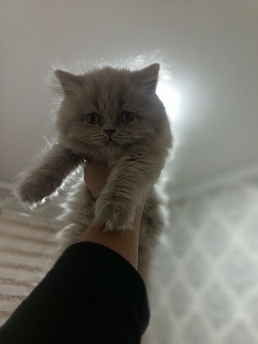 Скоттиш страйт котёнок