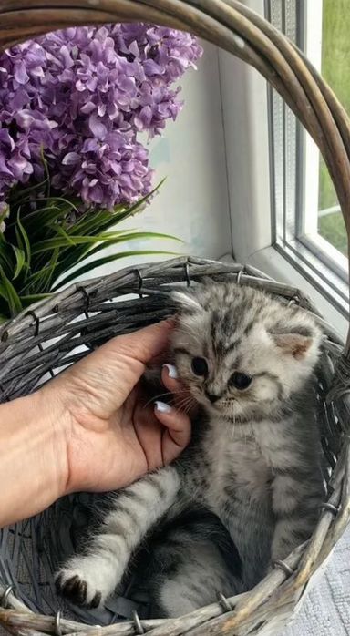 Котята шиншиллы вискас девочки и мальчики