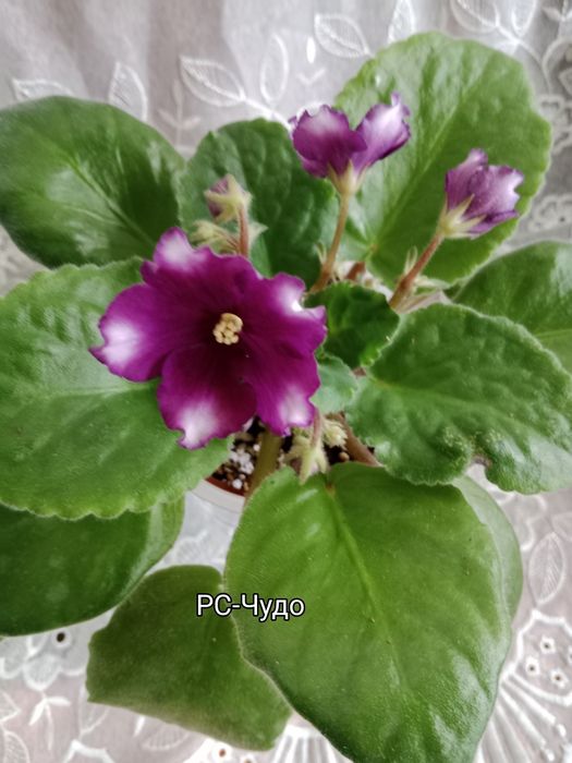 Фиалки сортовые цветущие