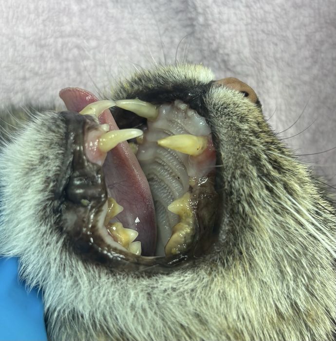 Ветеринар на дом