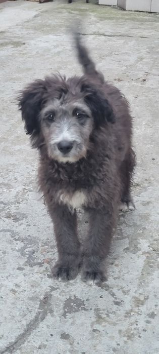 Dau spre adopție catel talie medie
