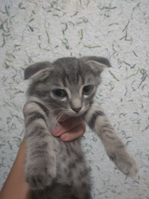 Продаются срочно!