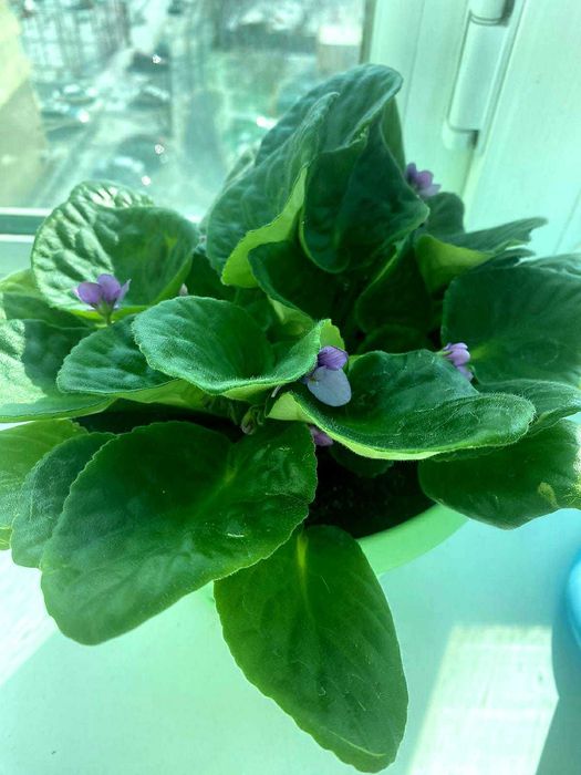 Продам комнатные цветы