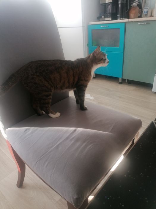 Срочно отдам в добрые руки.