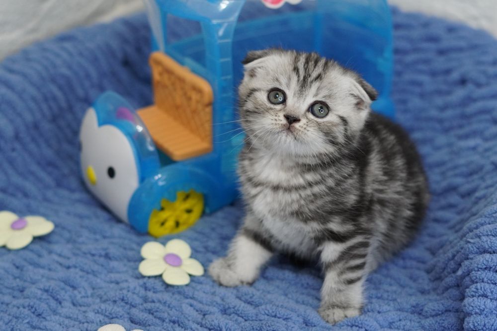 Шотландские котята