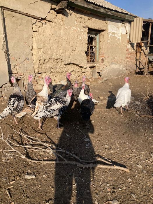 Продам индюков молодых