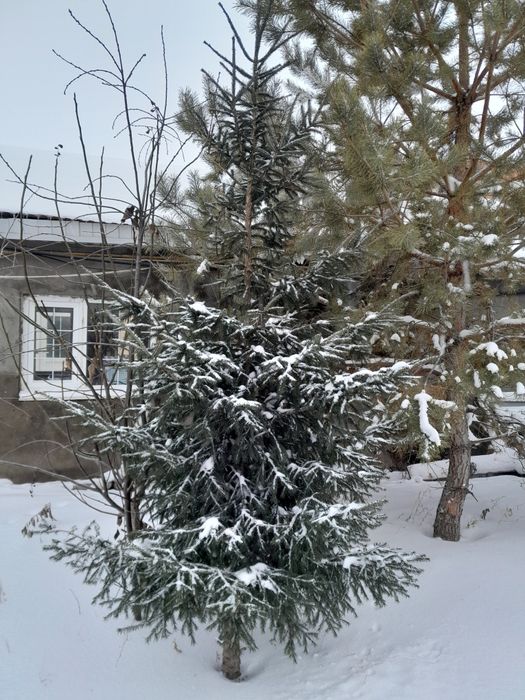 Продам ёлка живой