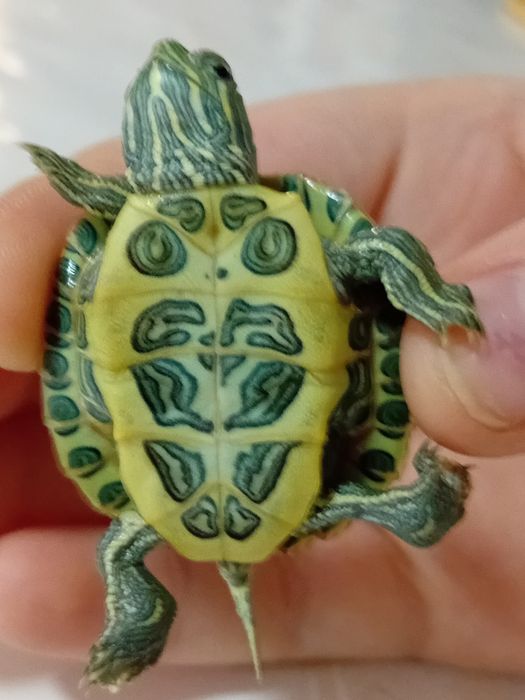 Продаётся красноухоя черепашка