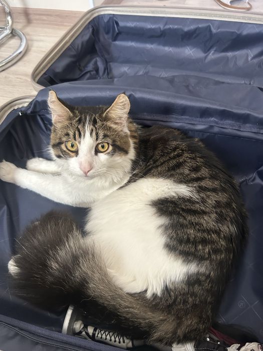 Отдадим кота в хорошие руки