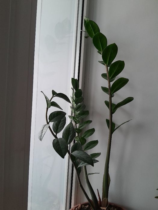 Долларовое дерево