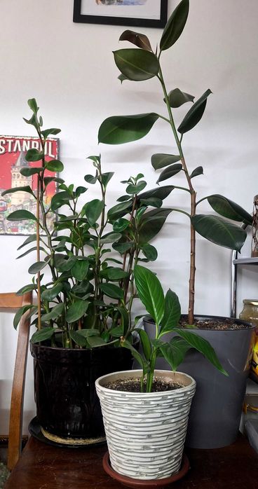 Комнатные растения.  3штуки.