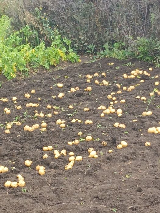 Продам дачу по Зерендинской трассе,.