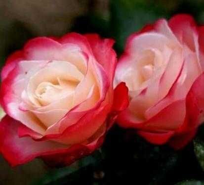 Атиргул кўчатлари - Саженцы роз