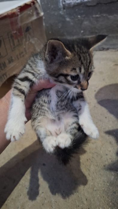 Мушуклар берилади