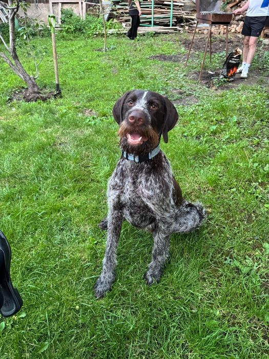 Кобель  для вязки