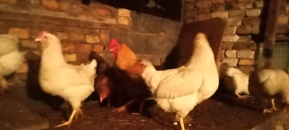 продам куриц и петухов