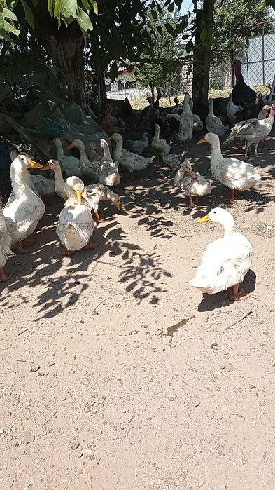 Rațe  pekin de vânzare