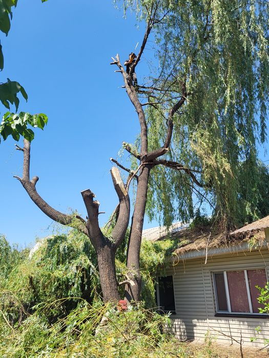 Спил деревьев агаш кесемиз