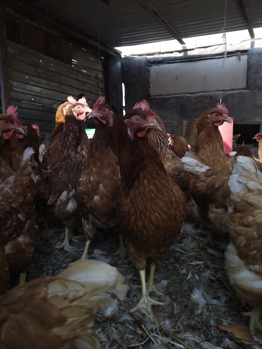 Продам кур Ломан браун