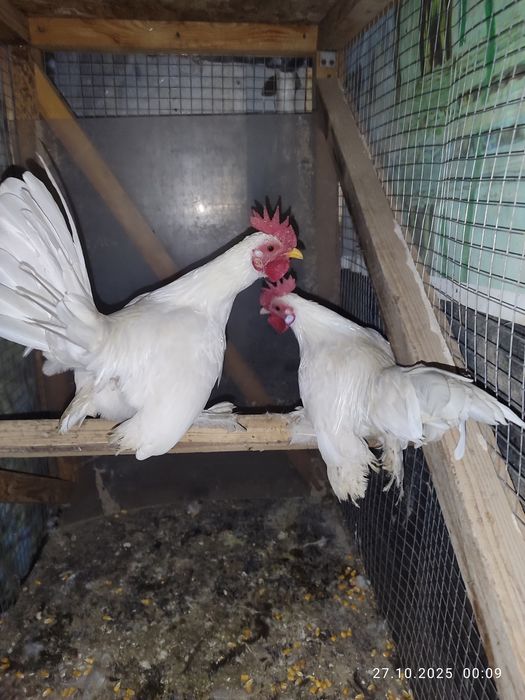 Продам карликовых петухов